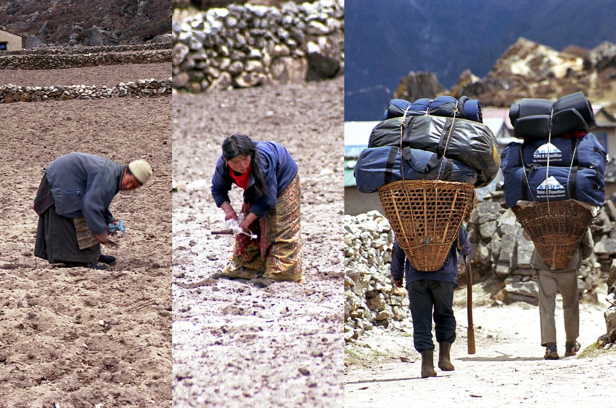 Khumjung 09 Daily Life Goes On In Khumjung Cleaning The Fields While Porters Carry Trekking Equipment For Tourists